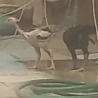 جوجه لاری