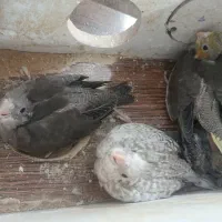 طوطی عروس