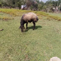 گوسفند