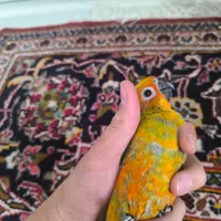 خورشیدی(سانکانور)|پرنده|تهران, نازی‌آباد|دیوار