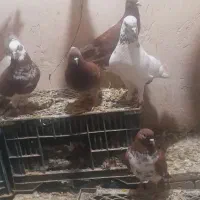 کبوتر گرگی و کله چیل دم ابی