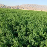 یونجه چین دوم درجه یک