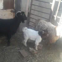 ۲راس بز جوان زاییده شیرا بزغاله درشت|حیوانات مزرعه|بیرجند, |دیوار