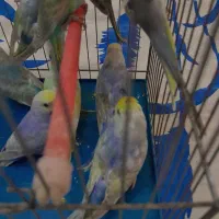 مرغ عشق رینبو جوجه وتازه بالغ جوان وبالغ