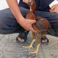 جوجه لاری
