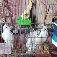 عروس هلندی و فنچ وگرینچک و کوتوله