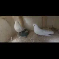 کبوتر|پرنده|بومهن, |دیوار