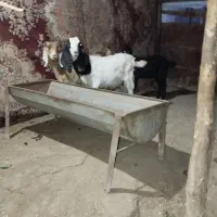 3 عدد بزغاله 1نر 2تاماده خوراک خور