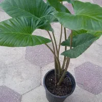 بابا ادم ویگرگلها