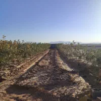فروش-باغ-پسته