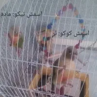 گرینچیک نر و ماده