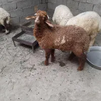فروش گوسفند درجه یک