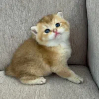 گربه|گربه|مشهد, هفت تیر (نه دره)|دیوار