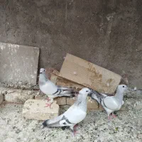 کفتر|پرنده|ماهان, |دیوار