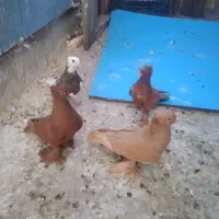 راعبی اصل