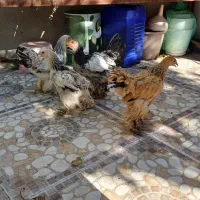 نیمچه برهما