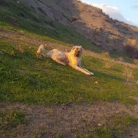 توله سگ