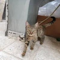 واگذاری رایگان بچه گربه