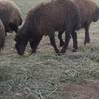 بره ماده دوقلوبرای داشت و یا سربریدن زیر نرخ بازار