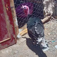 بقلمون نر