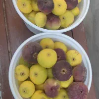 انجیر گرمسار