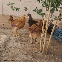 جوجه گلپایگان