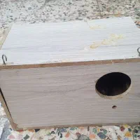 لانه عروس هلندی