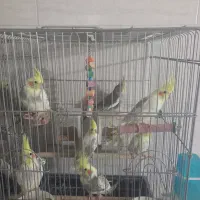 پرنده