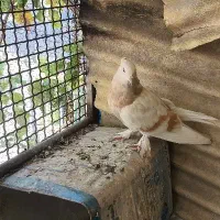 کفتر|پرنده|کرج, حصارک پایین|دیوار
