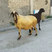 میش آبستن