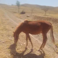 اسب