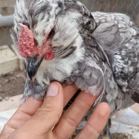مرغ و خروس گلین