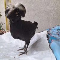 خروس لهستانی