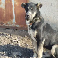 سگ پژدر