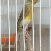 سهره مست خون / قناری جفت /قفس جل