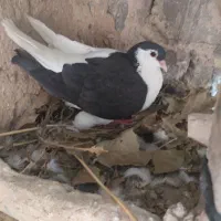 چپ سیاه ماده