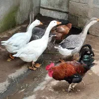 غاز|حیوانات مزرعه|خشکبیجار, |دیوار