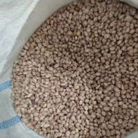 حبوبات نخود، لوبیا، لپه ،عدس