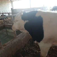 گوساله پرواری سیمنتال
