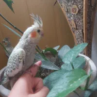 عروس هلندی دستی