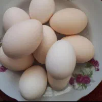 فروش تخم مرغ بومی