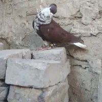کبوتر رنگه