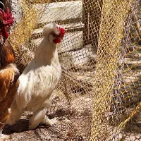 خروس سلطان مینیمال