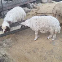 بره و کر