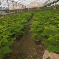 انجام کلیه خدمات باغبانی