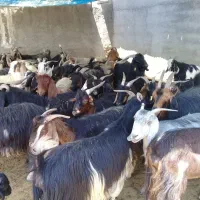 بز داشتی