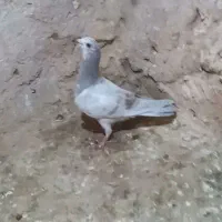 کفتر