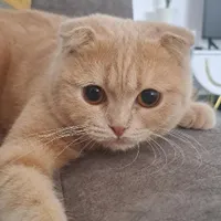 گربه نر اسکاتیش فولد
