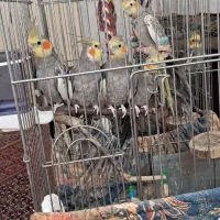 عروس هلندی سالم