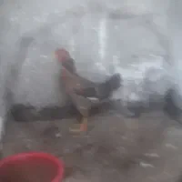 مرغ محلی و تخم گذار و لاری